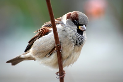 Sparrow Beauty