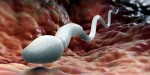 10 Interesting Sperm Facts