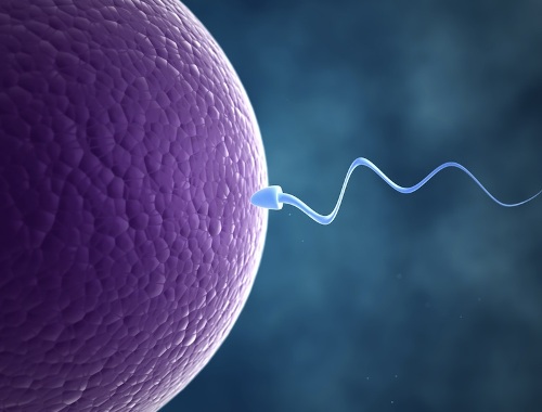 Sperm Picture