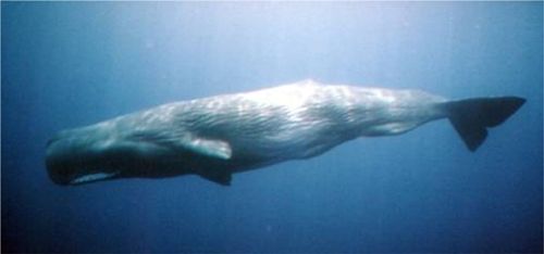 Sperm Whale Pic