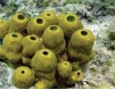 10 Interesting Sponge Facts