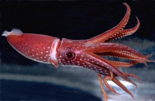 Squid Image