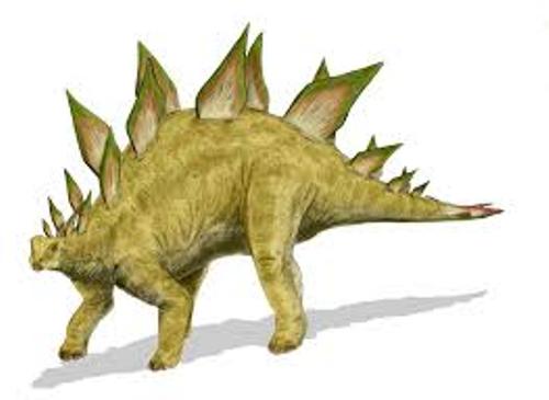 Stegosaurus Picture
