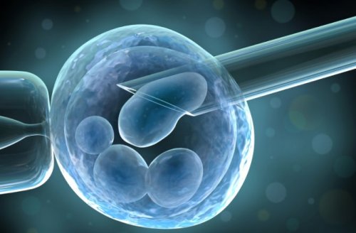 Stem Cell Image
