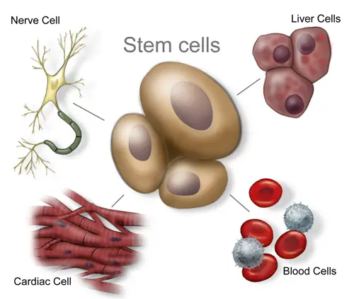 Stem Cell facts
