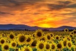 10 Interesting Sunflower Facts