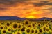 10 Interesting Sunflower Facts