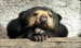 10 Interesting Sun Bear Facts