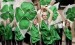 10 Interesting St Patrick’s Day Facts