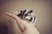 10 Interesting Sugar Glider Facts