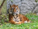10 Interesting Sumatran Tiger Facts