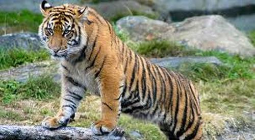 Sumatran Tiger Facts