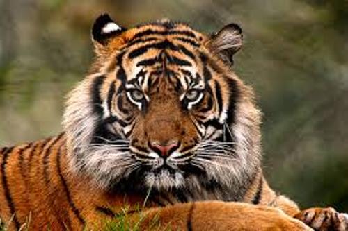 Sumatran Tiger Image