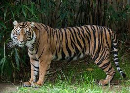 Sumatran Tiger Stripes