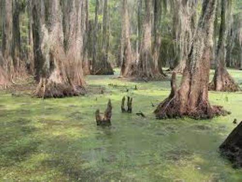 Swamp Image