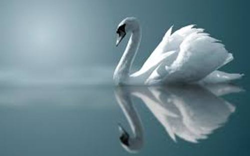 Swan beauty
