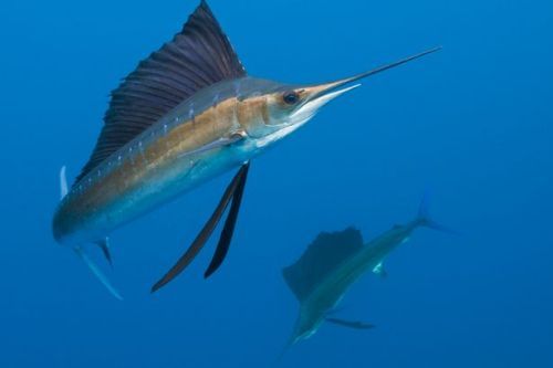 Swordfish Pic