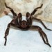 10 Interesting Tarantula Facts