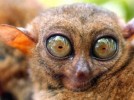 10 Interesting Tarsier Facts