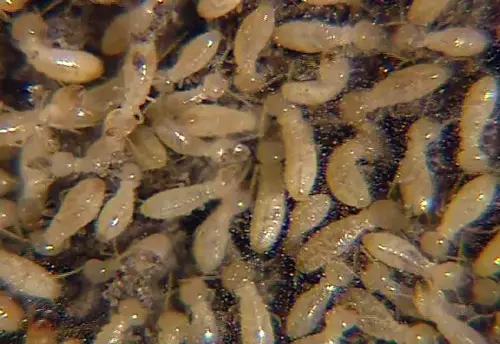 Facts about Termite