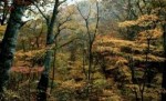 10 Interesting Temperate Deciduous Forest Biome Facts