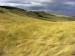 10 Interesting Temperate Grasslands Facts