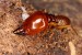 10 Interesting Termite Facts