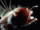 10 Interesting the Angler Fish Facts