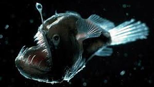 The Angler Fish Picture