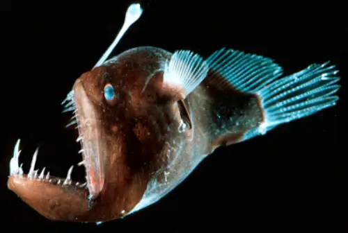 Deep sea Angler fish