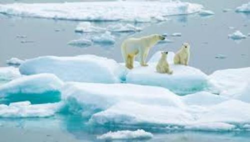 The Arctic Ocean and Bears