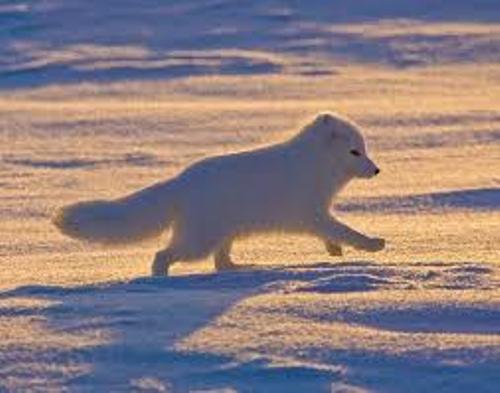 The Arctic Tundra Image