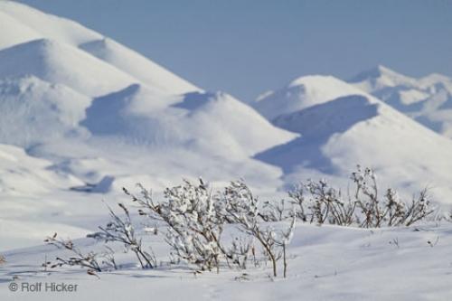 The Arctic Tundra Plants