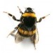10 Interesting Bumblebee Facts