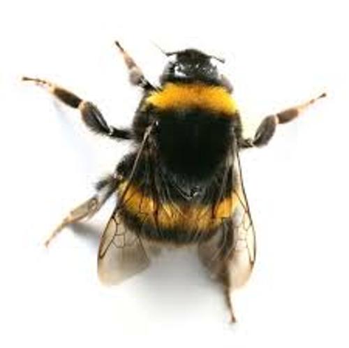 Bumblebee Pic