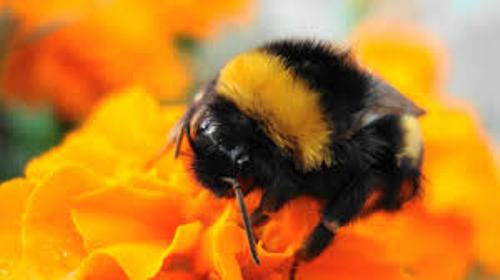 Facts about Bumblebees