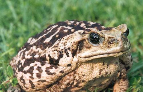 Facts about The Cane Toad