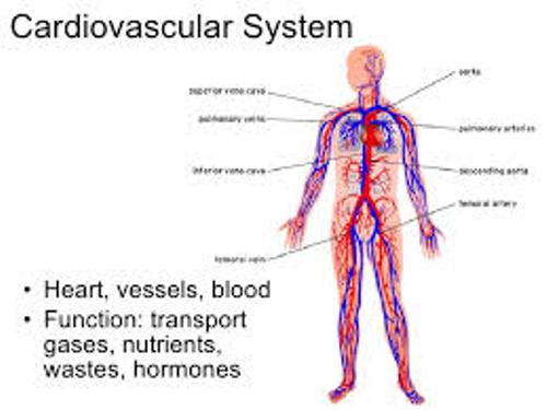Facts about The Cardiovascular System