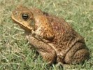 10 Interesting the Cane Toad Facts