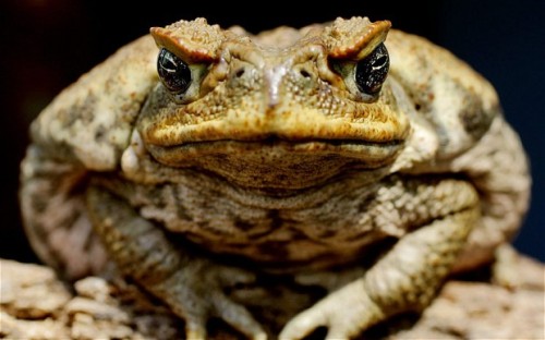 The Cane Toad Image