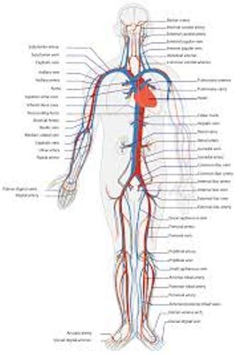 The Cardiovascular System Pic