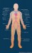 10 Interesting the Cardiovascular System Facts