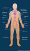 10 Interesting the Cardiovascular System Facts