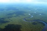 10 Interesting the Congo Rainforest Facts