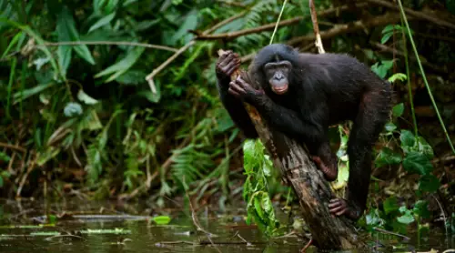 The Congo Rainforest Facts