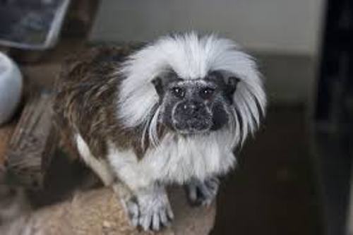 The Cotton Top Tamarin Facts