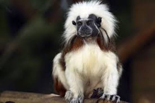 The Cotton Top Tamarin Pic