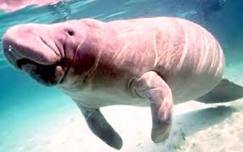 Dugong Pictures
