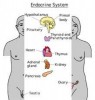 10 Interesting the Endocrine System Facts