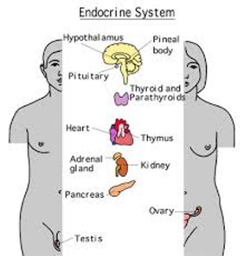 Endocrine System Pic